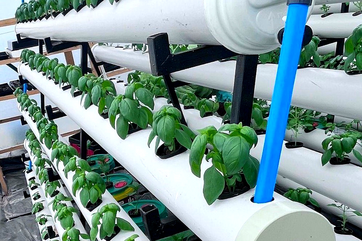Smart, aeroponic greenhouses established in Lesotho