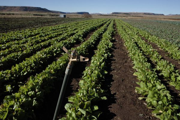 M200 million more for agric sector