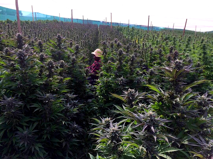 PM lauds cannabis producer for developing industry