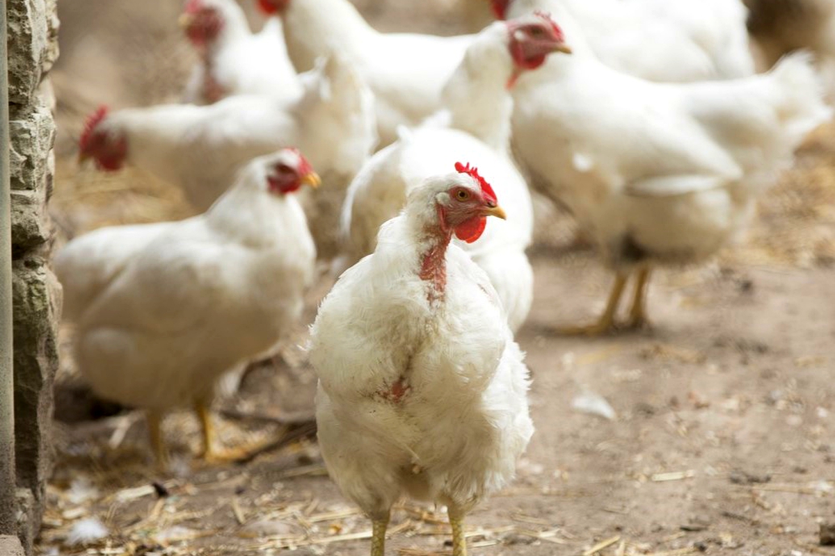 Poultry business set to get back on track