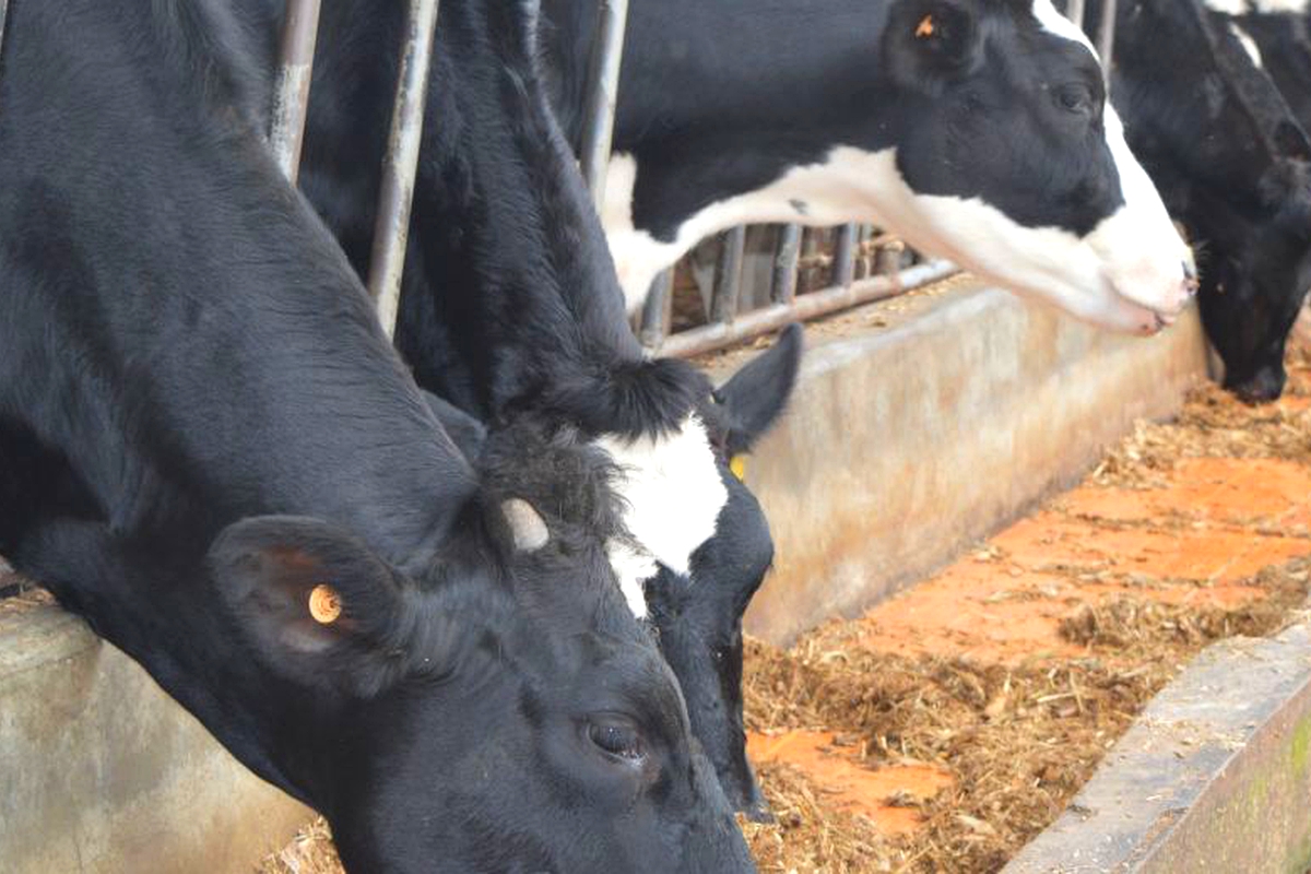 Dairy farmers to consult Dairy Board