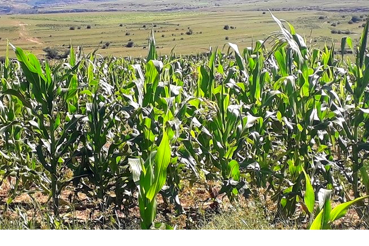 Agricultural research undertakes bean, maize study