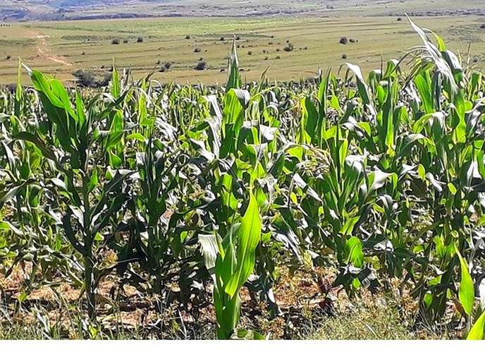 Agricultural research undertakes bean, maize study