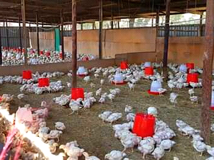Mon-Foods pledges to feed the nation fresh chicken