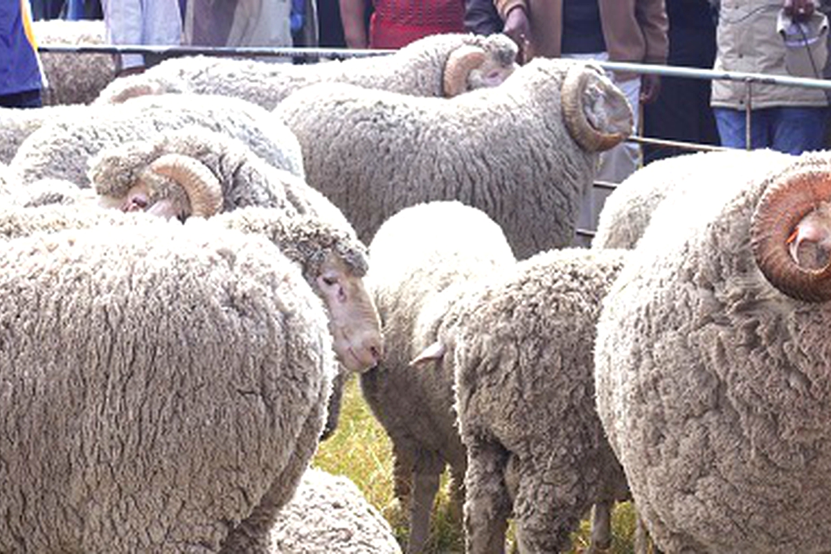 First rams’ auction continues in Quthing
