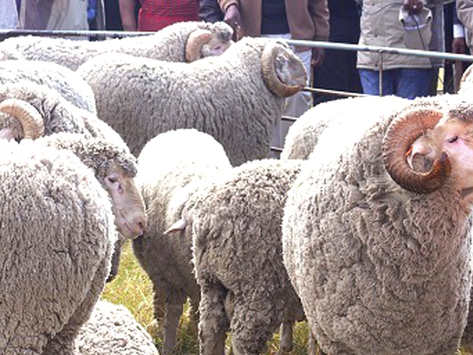 First rams’ auction continues in Quthing