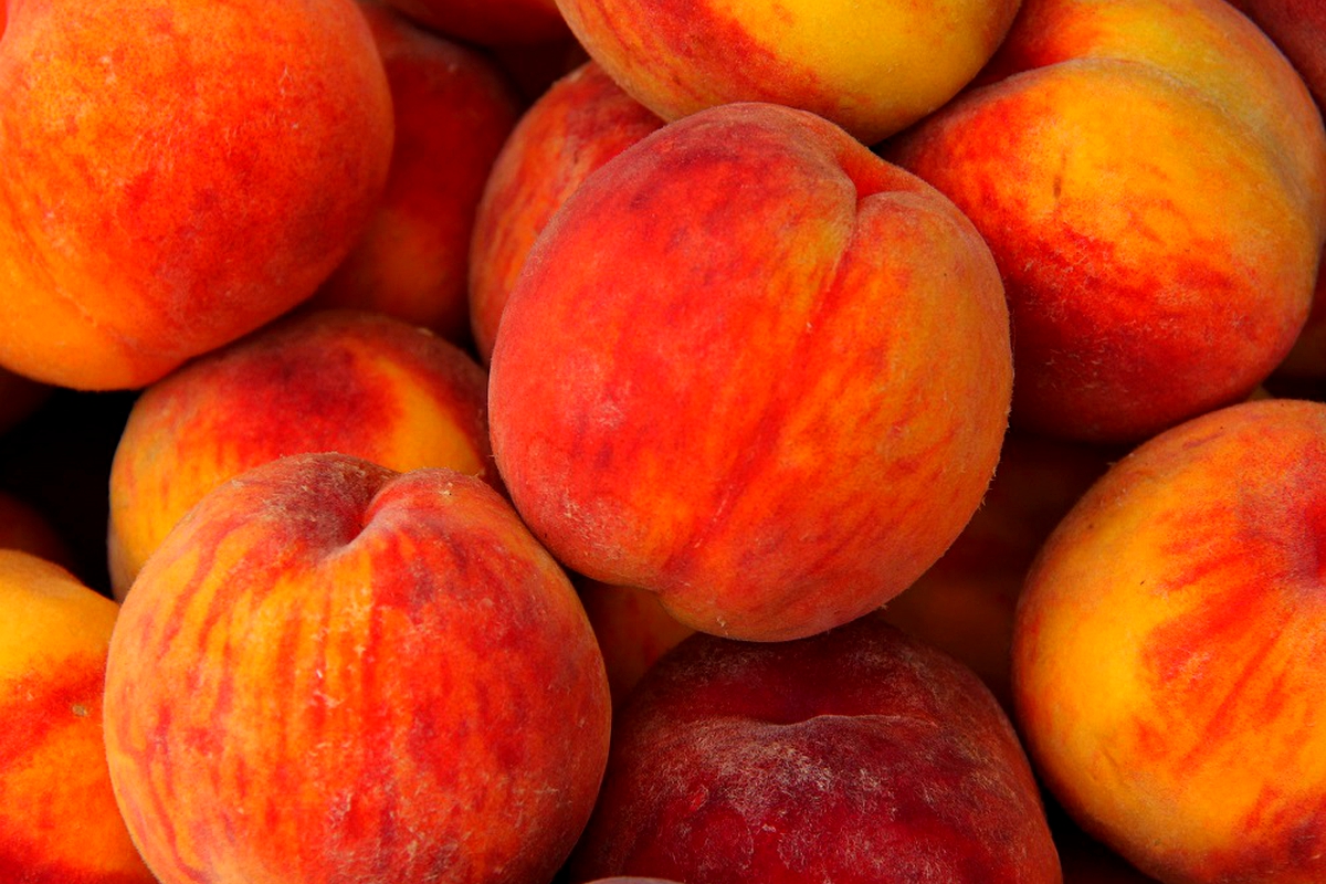 STD Bank donates fruit trees to Quthing communities