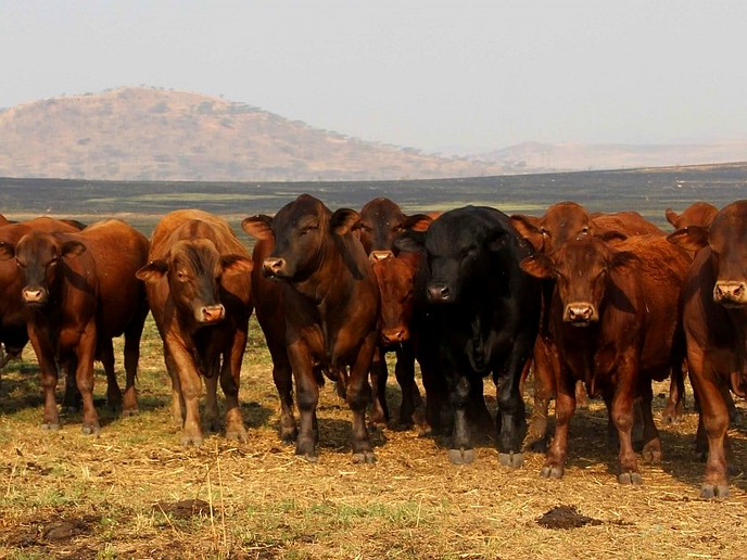 Cattle industry welcomes lifting of ban on livestock movement