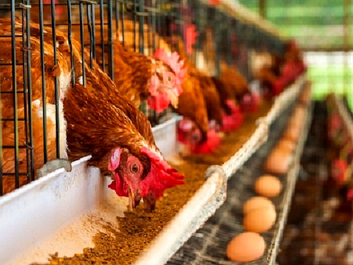 Lesotho bans eggs from Gauteng
