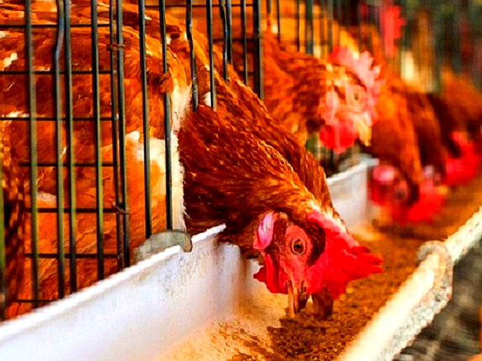 US pledges $31.4 to develop poultry sector in Lesotho