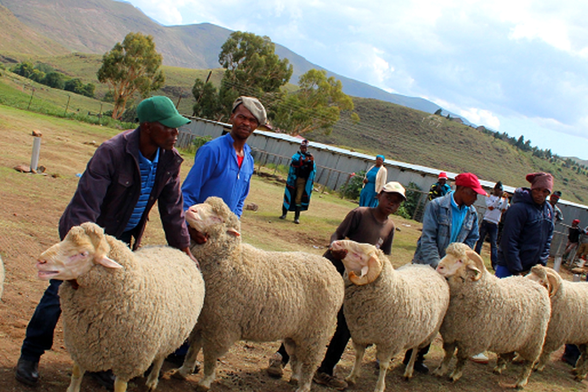 Prizes galore for sheep farmers