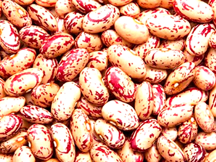 Farmers get market niche for beans
