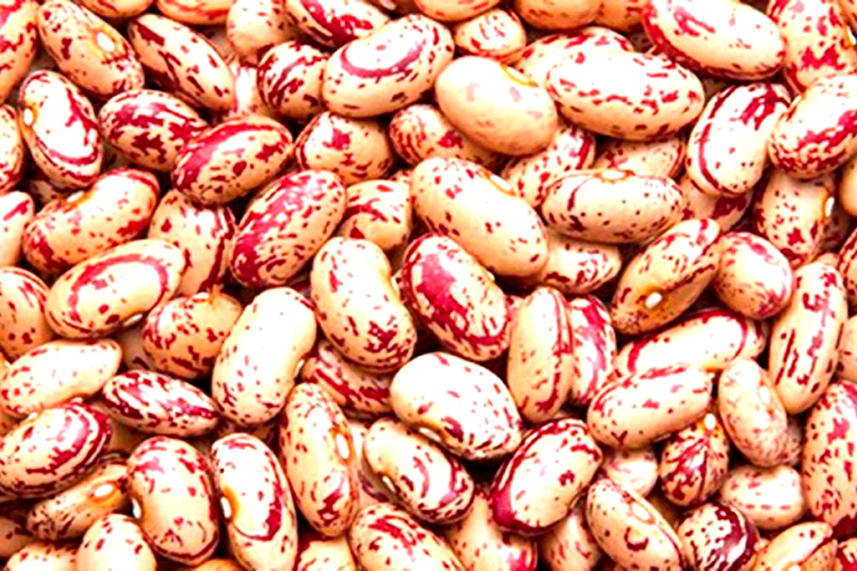 Farmers get market niche for beans