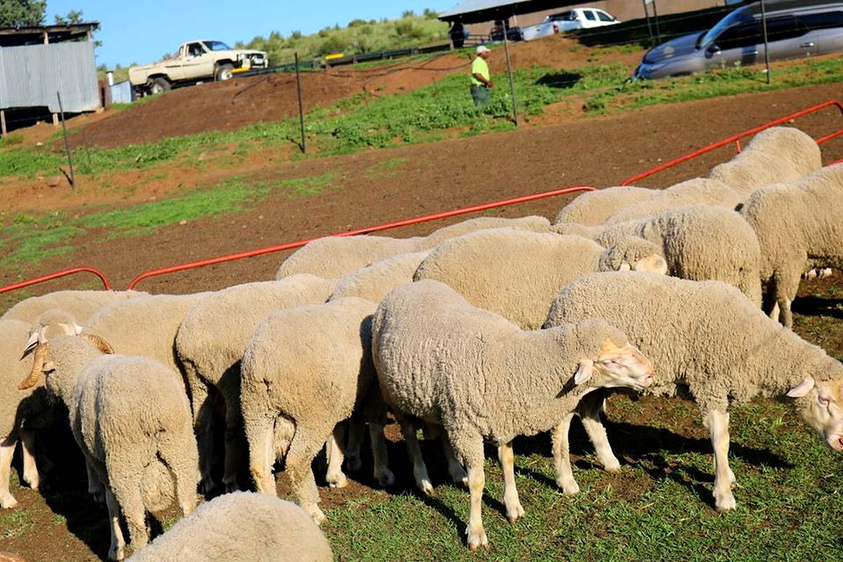 Ministry seeks to regulate wool, mohair industry