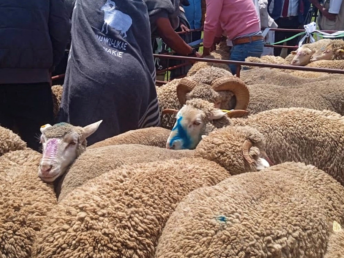 Blow to Ha Matala sheep farmers