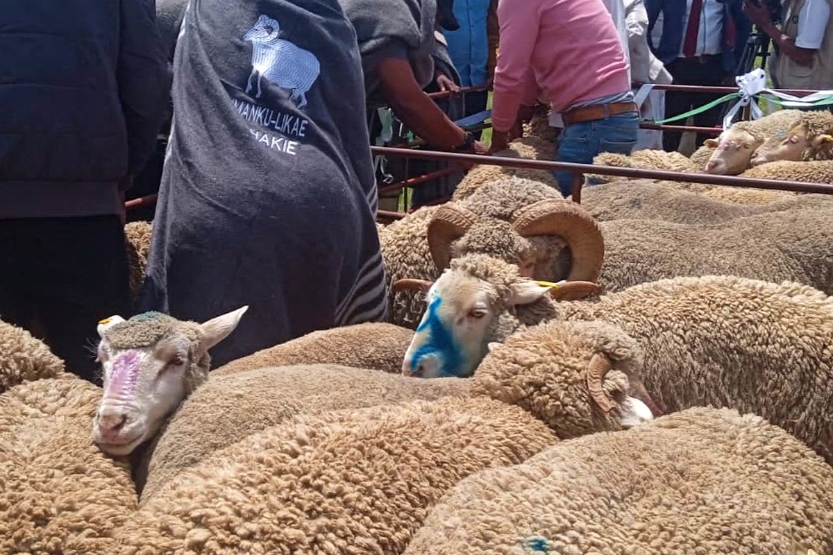 Blow to Ha Matala sheep farmers