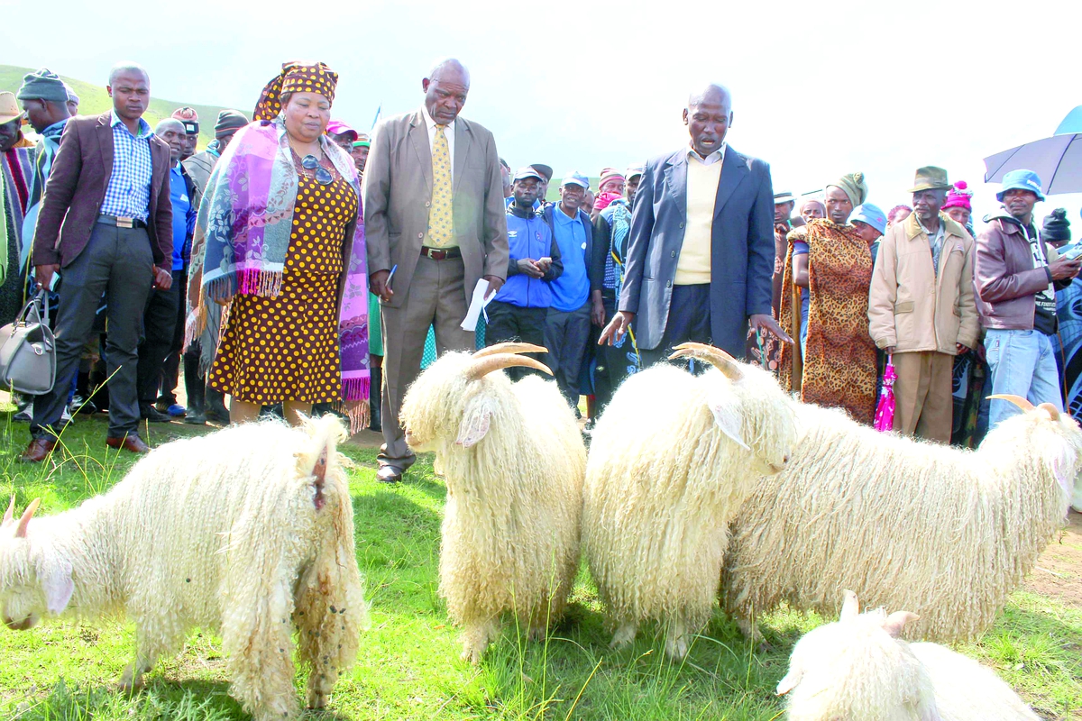 Govt in bid to boost wool and mohair production