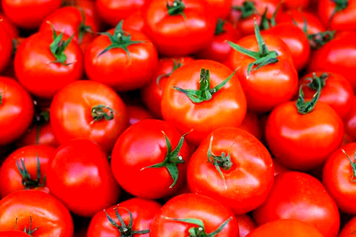 Tomato price increases since embargo