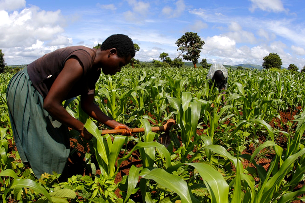 Transforming African agriculture through mechanization