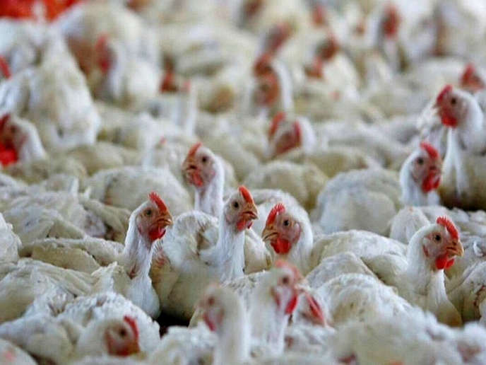 Livestock department warns of avian influenza outbreak