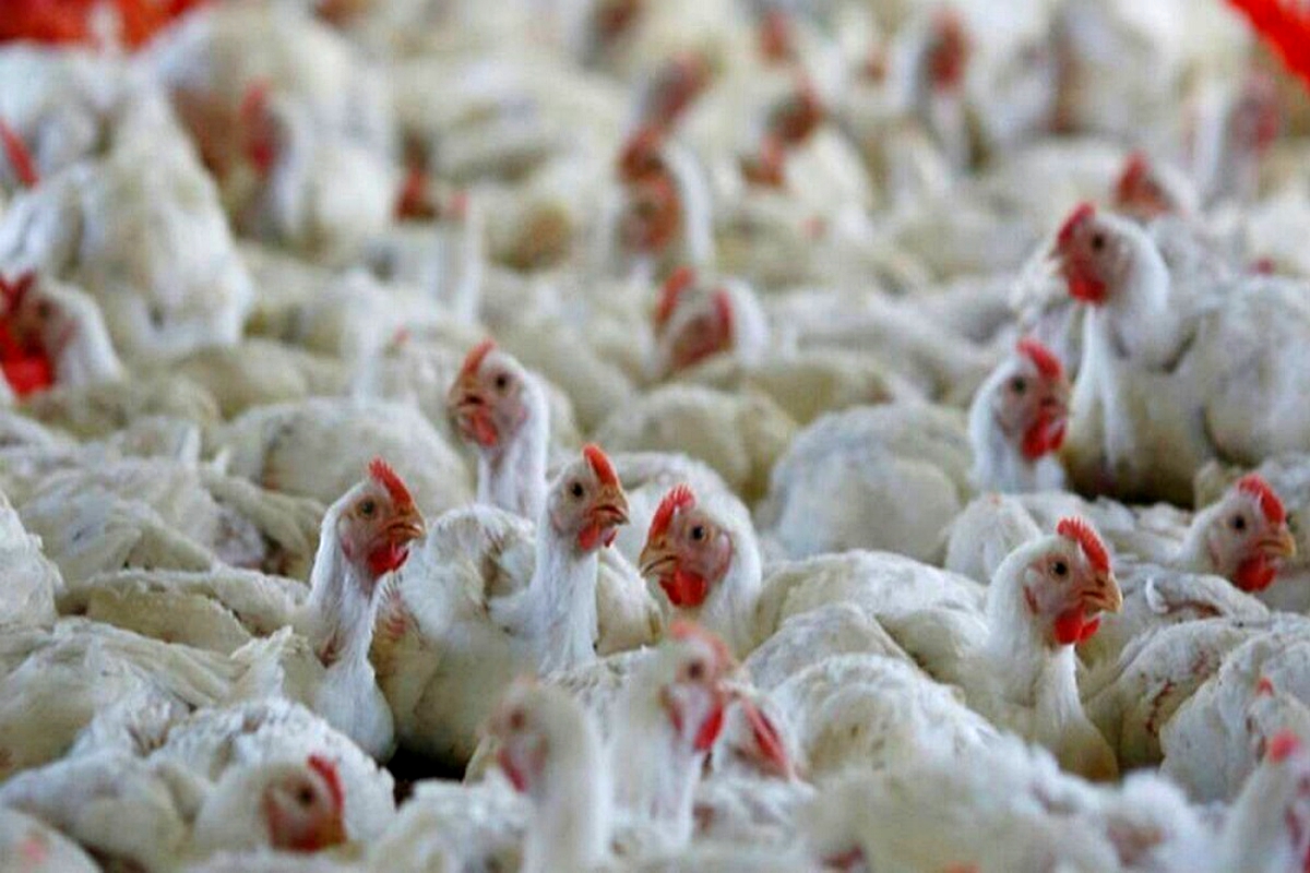 Livestock department warns of avian influenza outbreak