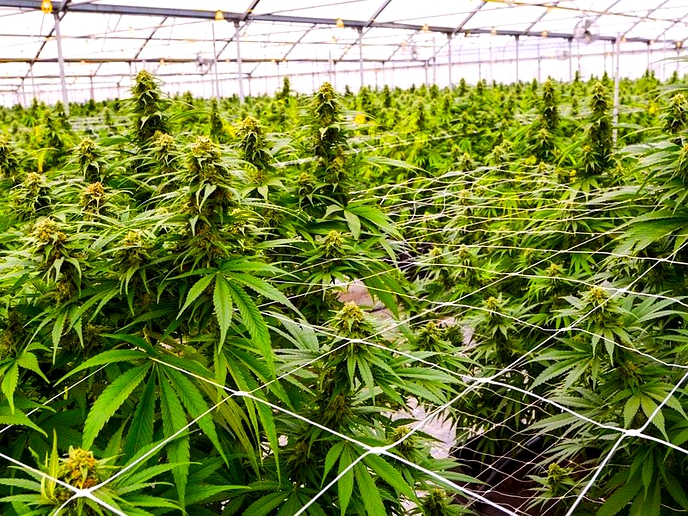 Lesotho cannabis exported to Israel