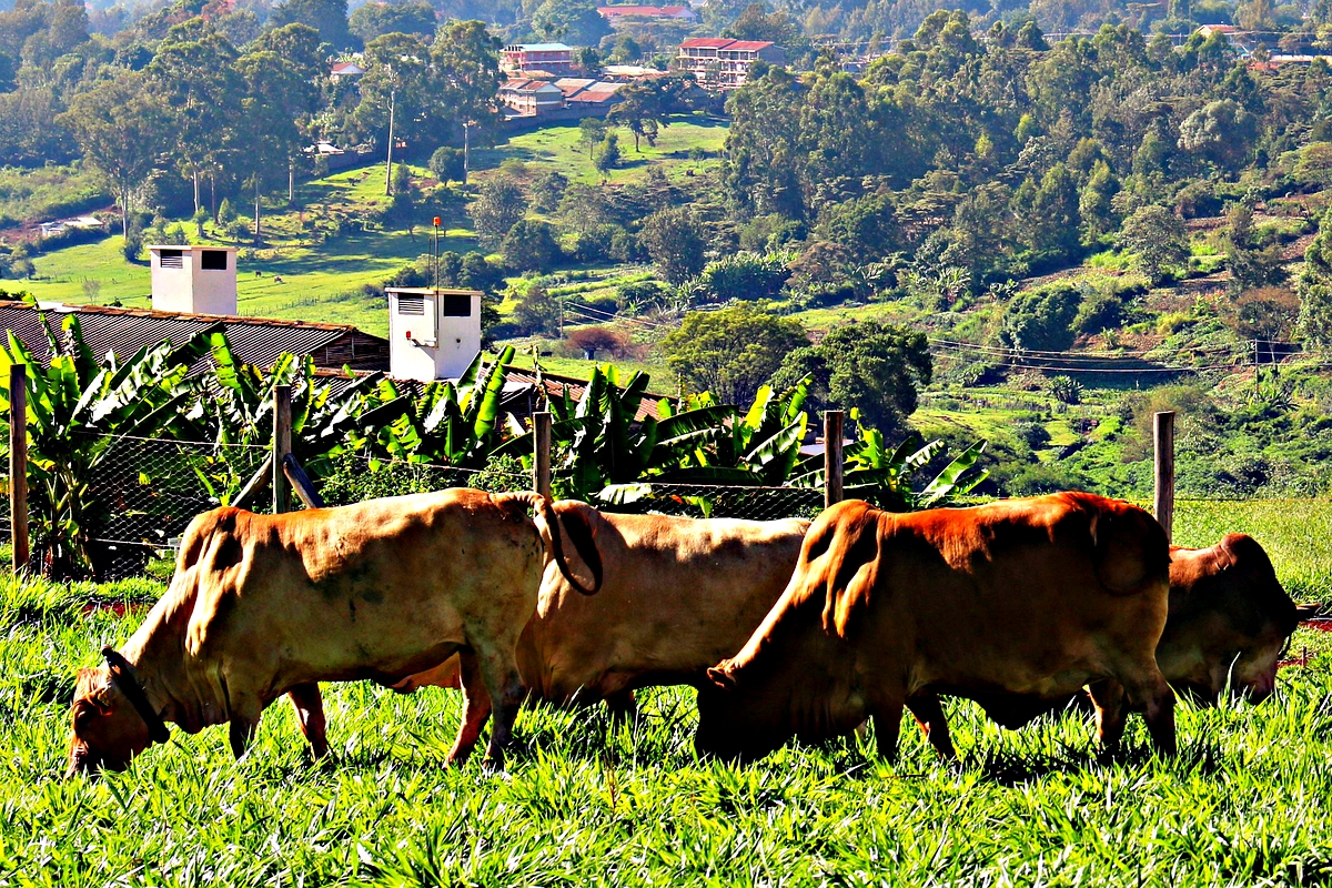 Lesotho attempts to scale-up beef production
