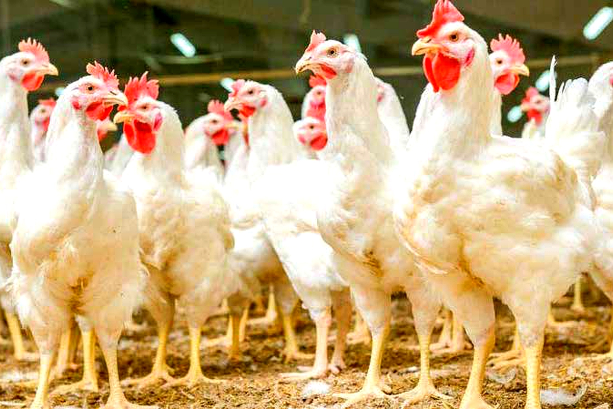 Mon-Foods pledges to feed  nation fresh chicken