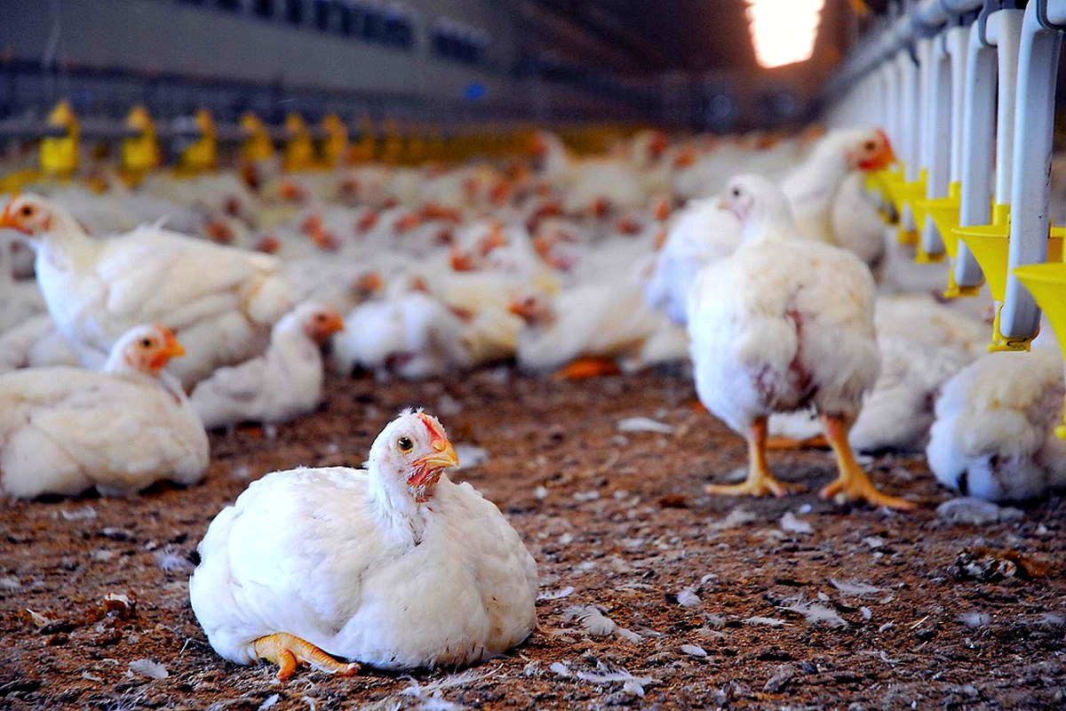 Poultry farmers urged to up production
