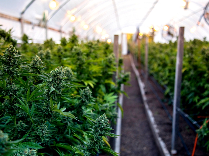 Investment grows in Lesotho’s marijuana market