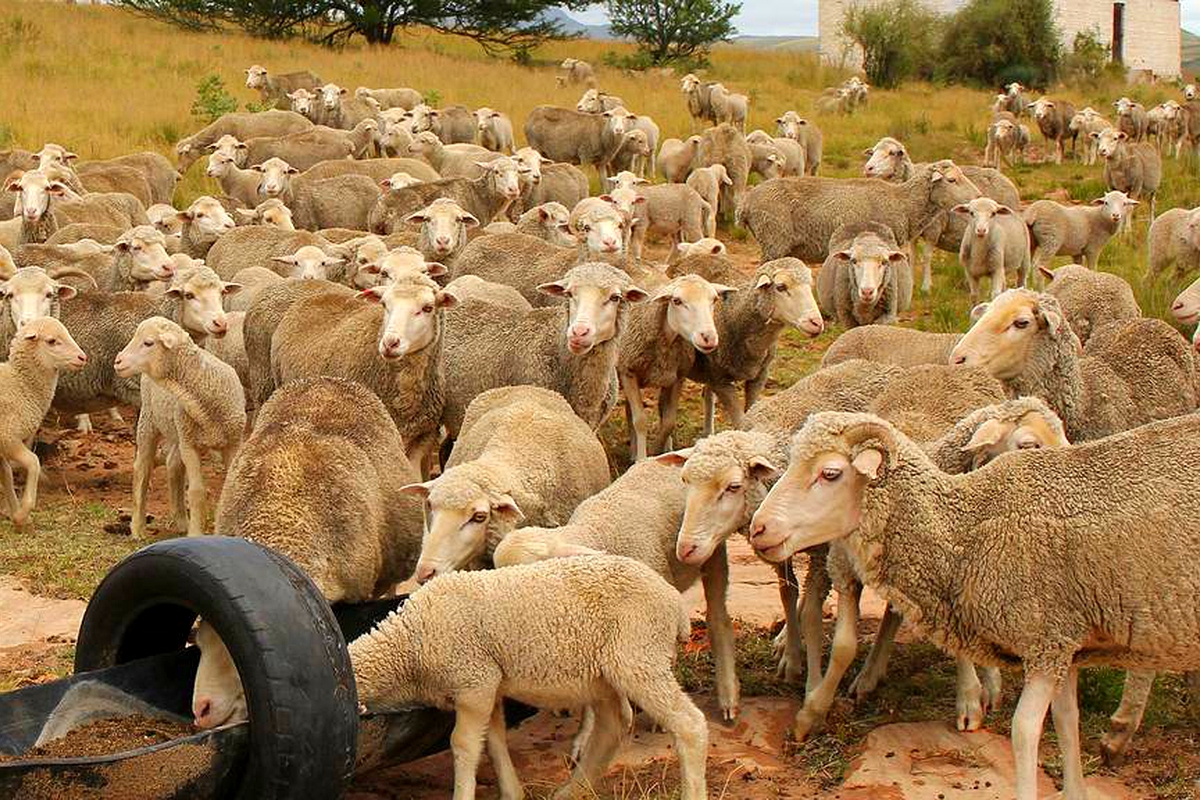 Wool, mohair farmers blast minister
