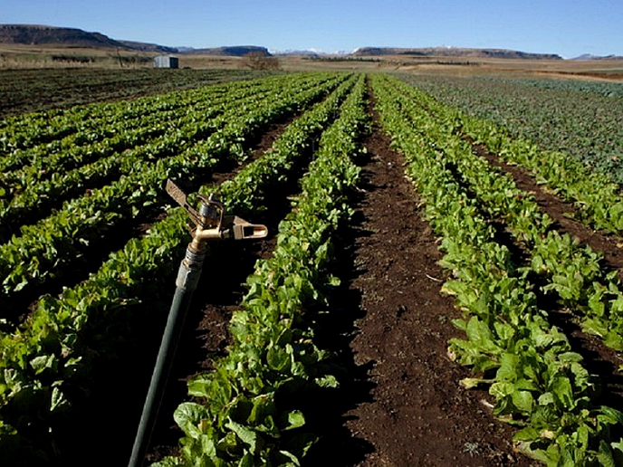 Crop production increases